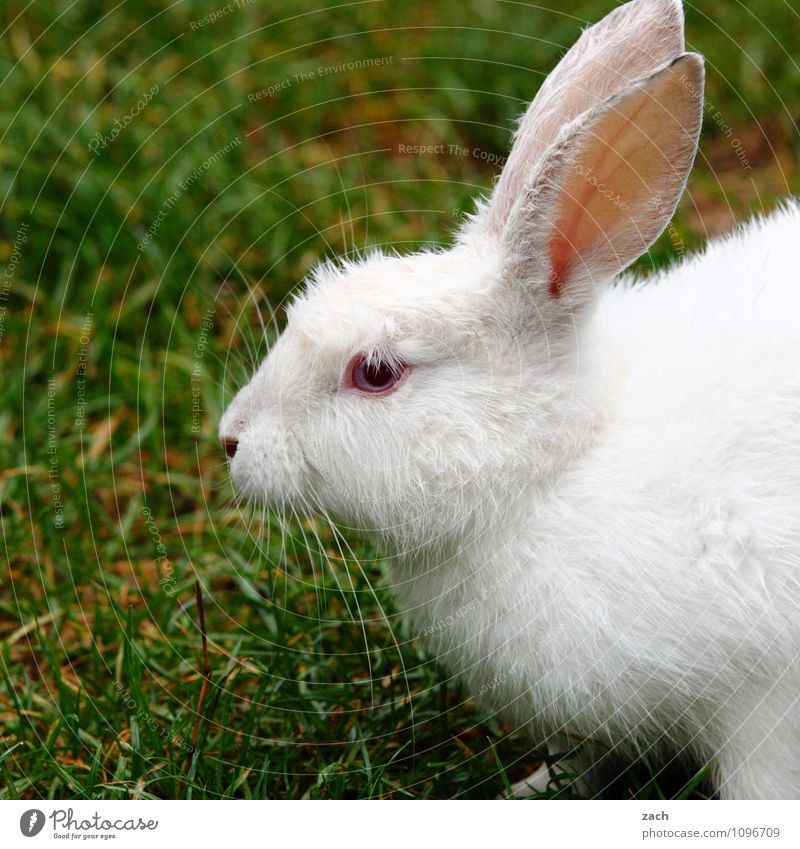 folge dem weißen Kaninchen Garten Gras Park Wiese Feld Tier Haustier Tiergesicht Fell Hase & Kaninchen 1 füttern niedlich grün schön Ostern Albino Osterhase