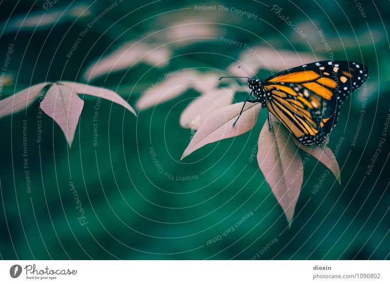 Leichtigkeit [2] Urwald Tier Wildtier Schmetterling Flügel Insekt 1 sitzen schön klein natürlich Natur leicht Farbfoto Nahaufnahme Detailaufnahme Makroaufnahme