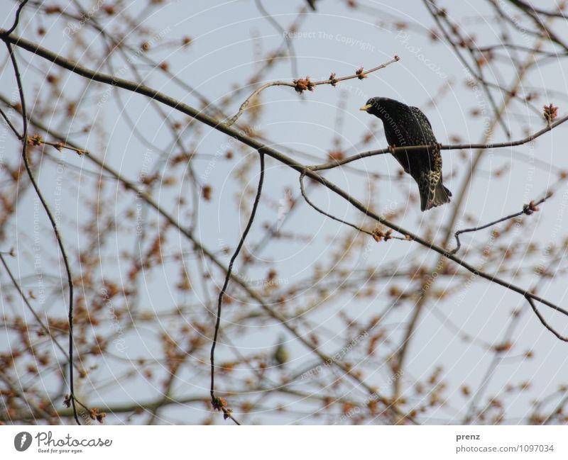 Star1 Umwelt Natur Tier Vogel braun grau Frühling Zweige u. Äste Singvögel Farbfoto Außenaufnahme Menschenleer Tag Schwache Tiefenschärfe Froschperspektive