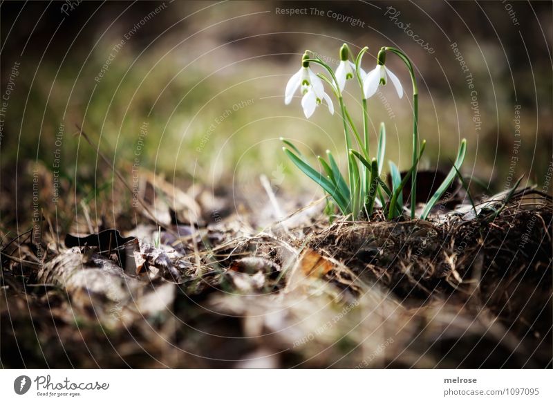 Frühlingsboten elegant Stil Natur Pflanze Erde Schönes Wetter Blume Moos Blatt Blüte Wildpflanze Schneeglöckchen Frühlingsknotenblumen Blütenstiel Garten