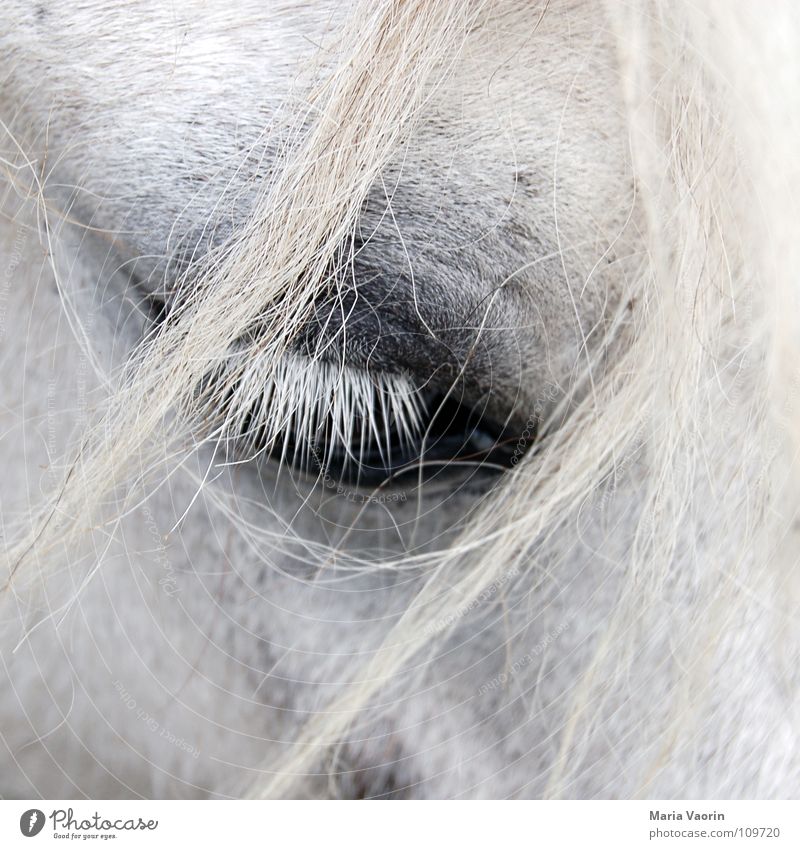 Pferdesträhnen im Gesicht Säugetier Haarsträhne Wimpern Zwinkern groß nah Trauer Fell Verzweiflung Verkehr Huftier Blick Traurigkeit Haare & Frisuren