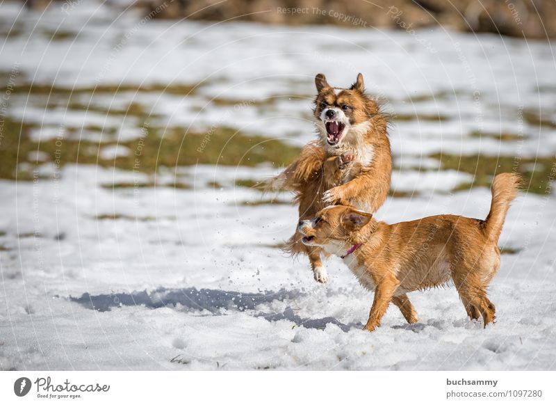 Buntes Treiben im Schnee Spielen Tier Haustier Hund 2 Tierpaar kämpfen springen Angriff Halsband Jung Mischling Säugetier Textfreiraum fliegen schlagen Farbfoto