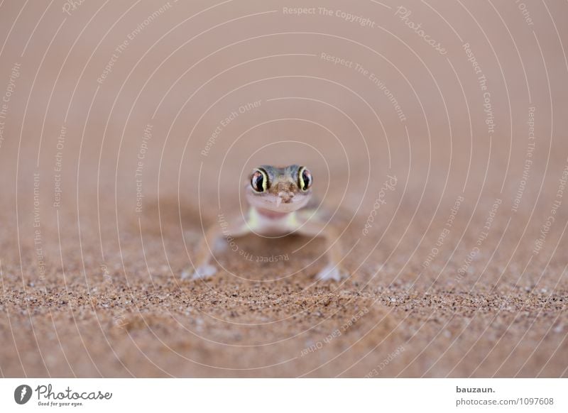 hey du. Ferien & Urlaub & Reisen Tourismus Ausflug Abenteuer Sightseeing Sommer Natur Erde Sand Wüste Namibia Afrika Tier Wildtier Tiergesicht Gecko 1 Auge