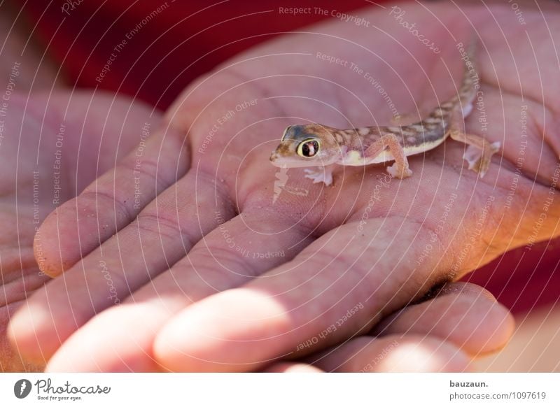 gecko. Ferien & Urlaub & Reisen Tourismus Ausflug Abenteuer Sightseeing Hand Natur Schönes Wetter Wüste Namibia Afrika Tier Wildtier Tiergesicht Gecko 1