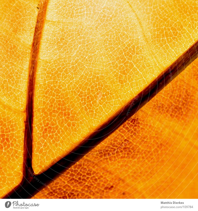 DER HERBST IV Herbst herbstlich Herbstlaub Blattadern Makroaufnahme gelb durchleuchtet Bildausschnitt Hintergrundbild Herbstfärbung