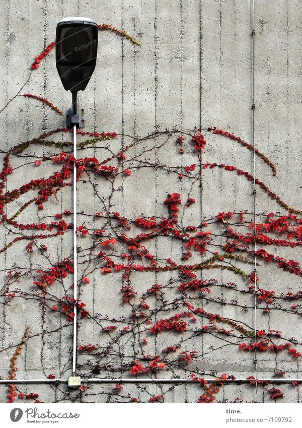 Fassadenkletterer Strukturen & Formen Lampe Kabel Pflanze Herbst Mauer Wand Wahrzeichen Denkmal Stein Beton chaotisch Ordnung Kletterpflanzen Elektrizität