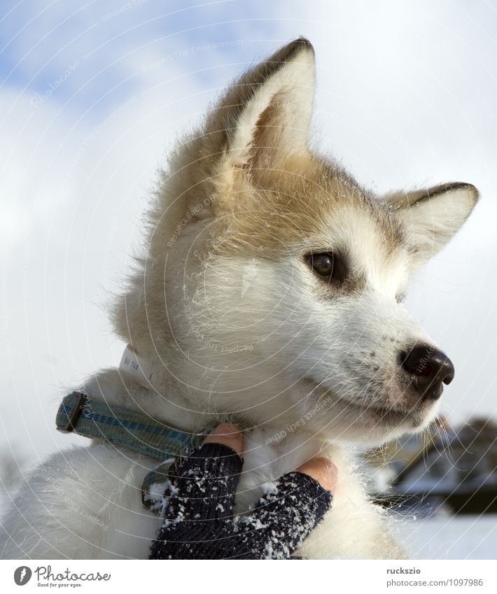 Alaskan; Malamut; Tier Hund beobachten Malamute Familienhund Haushund Haushunde Hunderasse Jung Junge Kopf Portraet Portrait Rassehund Schlittenhund