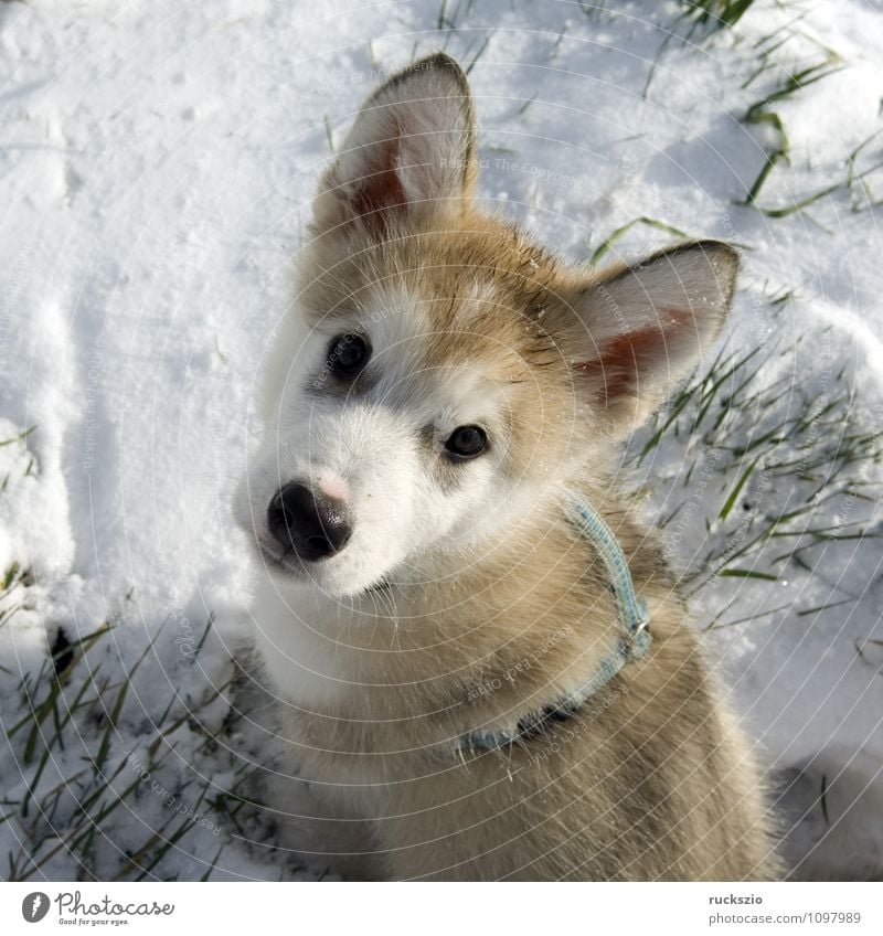 Alaskan; Malamut; Tier Hund beobachten Blick Malamute Familienhund Haushund Haushunde Hunderasse Jung Junge Kopf Portraet Portrait Rassehund Schlittenhund
