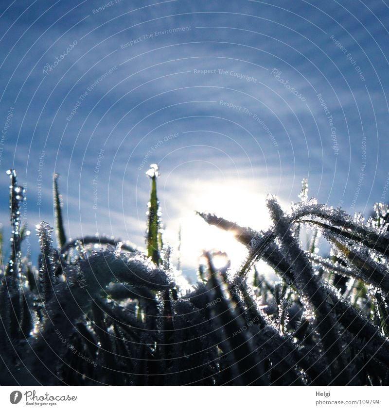 Eiskristalle an Grashalmen im Gegenlicht vor blauem Himmel Herbst Winter kalt frieren Raureif gefroren Morgen Sonnenaufgang Wiese Halm glänzend schimmern Licht