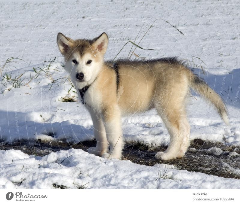 Alaskan; Malamut; Hund ein lizenzfreies Stock Foto von Photocase