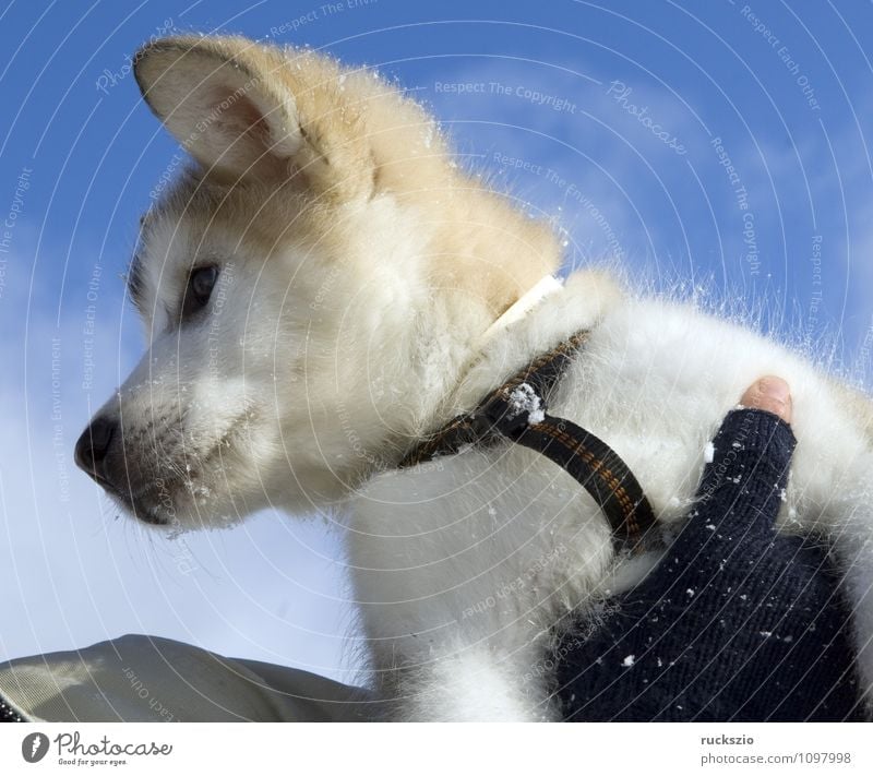 Alaskan; Malamut; Tier Hund genießen Malamute Familienhund Haushund Haushunde Hunderasse Jung Junge Kopf Portraet Portrait Rassehund Schlittenhund familienhunde