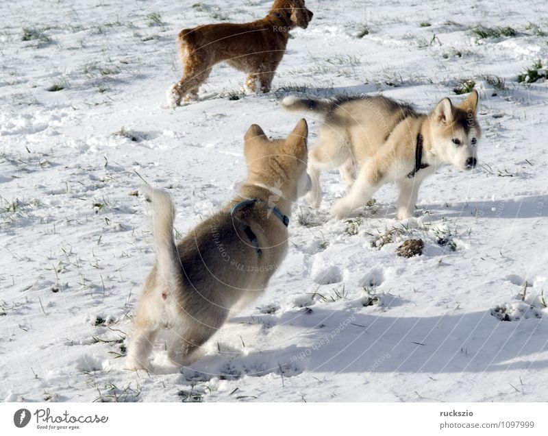 Alaskan; Malamut; Tier Hund Spielen Malamute Familienhund Haushund Haushunde Hunderasse Jung Junge Kopf Portraet Portrait Rassehund Schlittenhund familienhunde