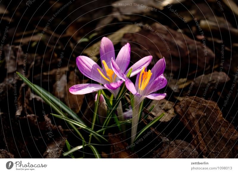 Zwei Krokusse Blume Blüte Frühling Garten Schrebergarten Kleingartenkolonie Wachstum Schwertlilie Montbretie Frühblüher Blütenblatt Gras Rasen Wiese Natur Sonne