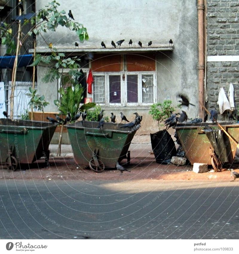 Die Vögel Müll Müllbehälter Vogel schwarz Krähe Indien Bombay Fenster Haus Kultur fremd Graffiti Straße Armut Arme Alltagsfotografie außergewöhnlich