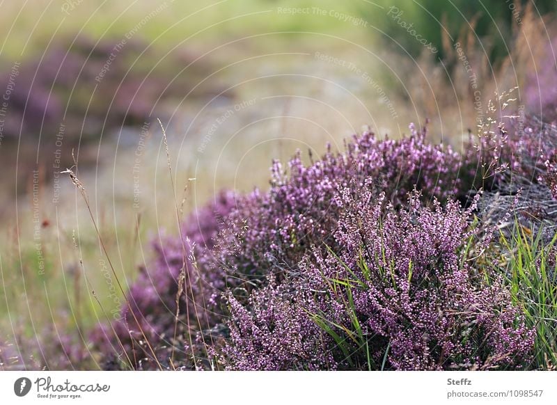 Kraft | der Natur, Heidesträucher in Schottland wilde Natur nordische Natur schottischer Sommer nordische Romantik nordische Flora Stille in der Natur