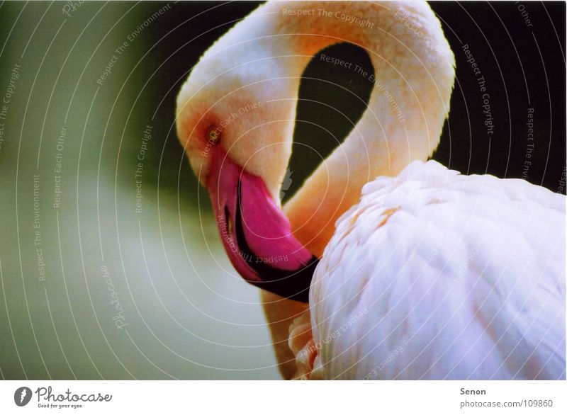Flamingo rosa nah Schnabel Tier Feder Zoo Vogel Hals
