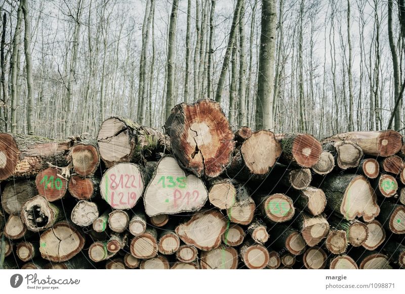 Waldarbeit:  Ein Stapel Baumstämme im Wald Förster Waldarbeiter Landwirtschaft Forstwirtschaft Handwerk Energiewirtschaft Umwelt Natur Frühling Klima Sträucher