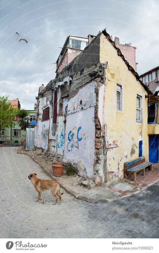 Back Street Boy Istanbul Stadtrand Altstadt Haus Einfamilienhaus Bauwerk Gebäude Architektur Mauer Wand Fassade Tier Hund Vogel 2 alt Armut außergewöhnlich