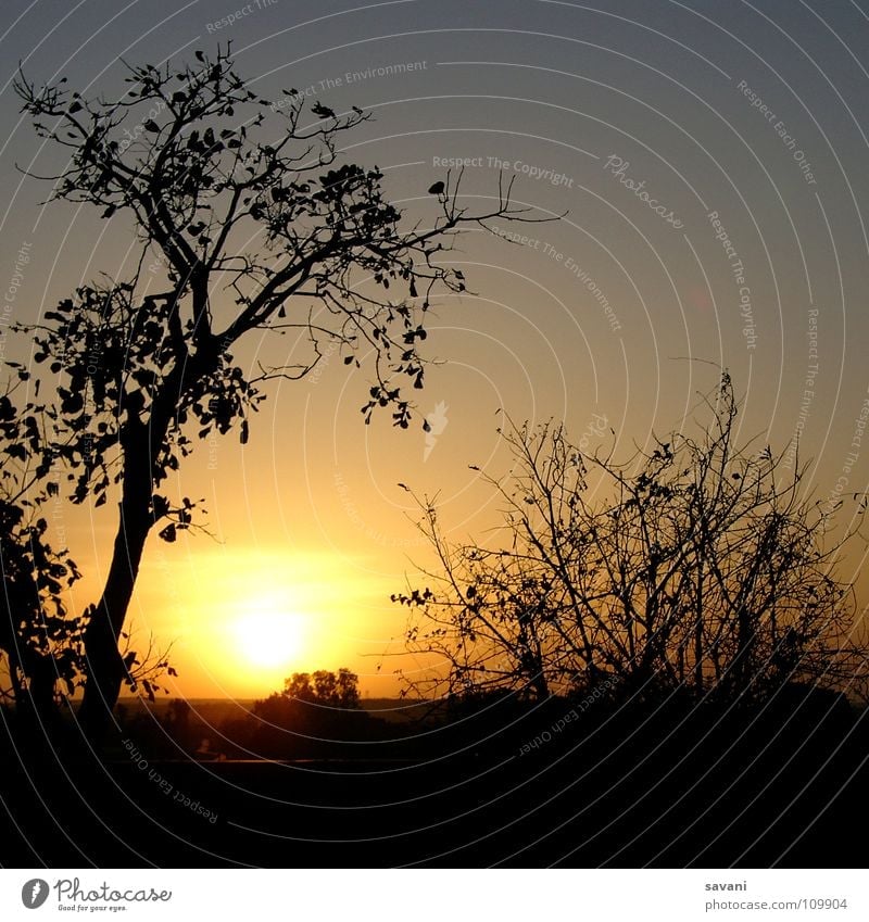 Sonnenuntergang. Silhouette von Bäume und Sträucher vor untergehender Sonne. ruhig Ferien & Urlaub & Reisen Safari Natur Landschaft Himmel Baum Ruine träumen