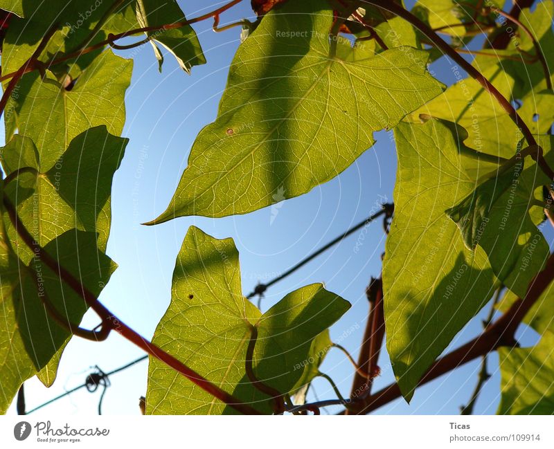 Im Weinberg Blatt grün Weinbau Gegenlicht Himmel leaf leaves vineyard wine winegrowing backlight frontligthing sky blue