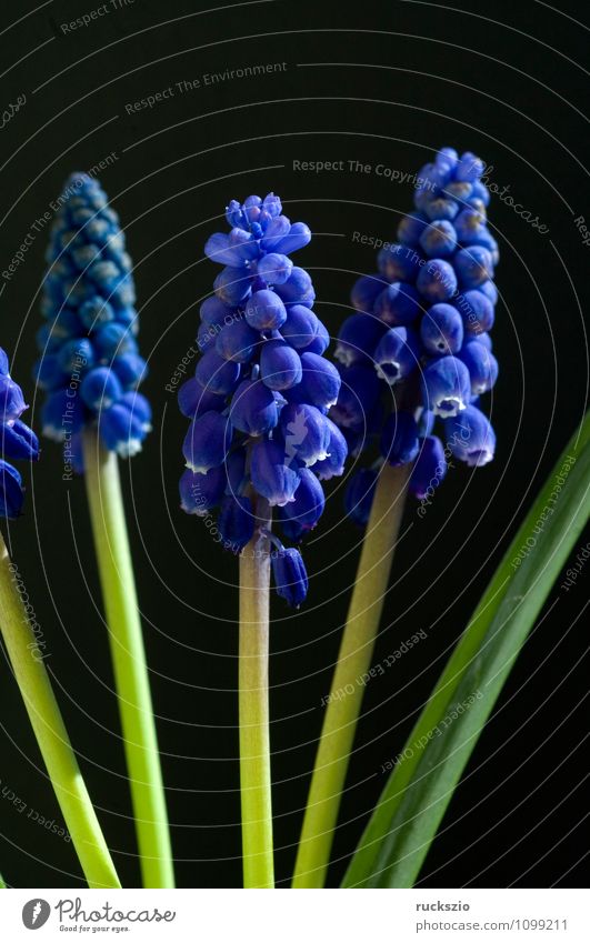 Traubenhyazinthe; Muscari Armeniacum Natur Pflanze Frühling Blume Blüte Garten frei blau schwarz Muscari latifolium Knollengewächse Fruehjahrsblume Gartenblume