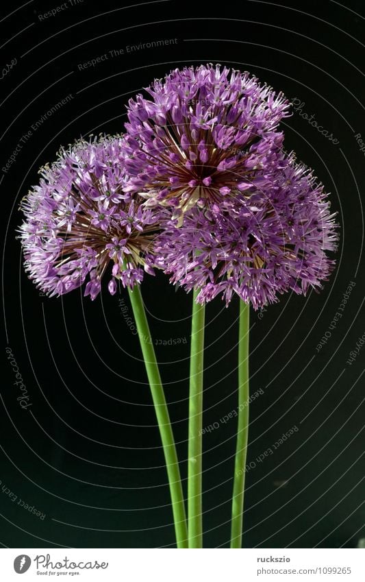 Zierlauch, Riesenlauch, Allium, Giganteum; Dekoration & Verzierung Natur Pflanze Blume Blüte violett schwarz Porree Blumenbeet Gartenblume Gartenblumen
