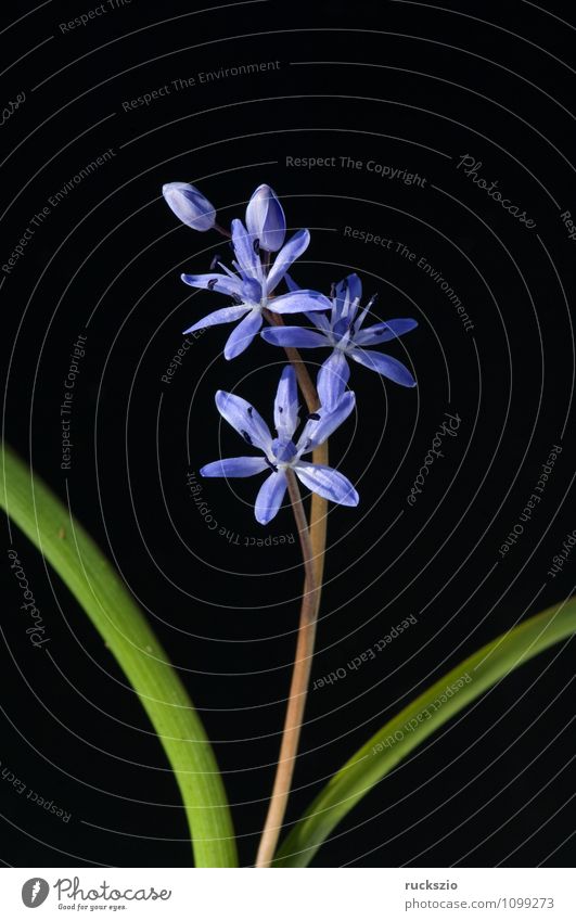 Zweiblaettriger Blaustern, Scilla bifolia, Winter Garten Natur Pflanze Frühling Blume Blüte Blühend authentisch frei blau schwarz Scilla Sibirica beauty