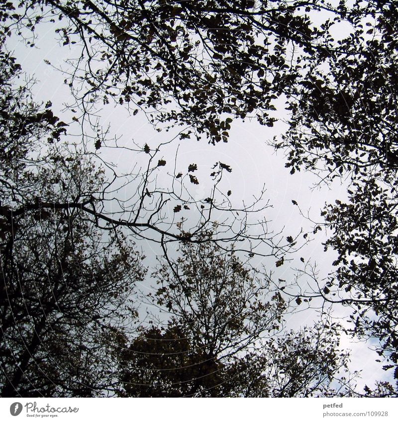 Baumkronen Herbst Wald Blatt Winter schwarz weiß unten Himmel Ast Zweig Natur blau Schatten hoch