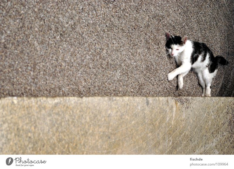 schräge katze Katze Erholung ruhig Beton weiß schwarz Tier Säugetier cat liegen Stein animal Hauskatze Kies