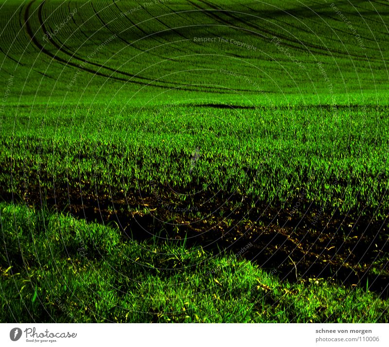 WEITE Gras Feld dunkel Wachstum Dämmerung ruhig Herbst Erde Sand anbei Schatten Spuren Ferne Perspektive