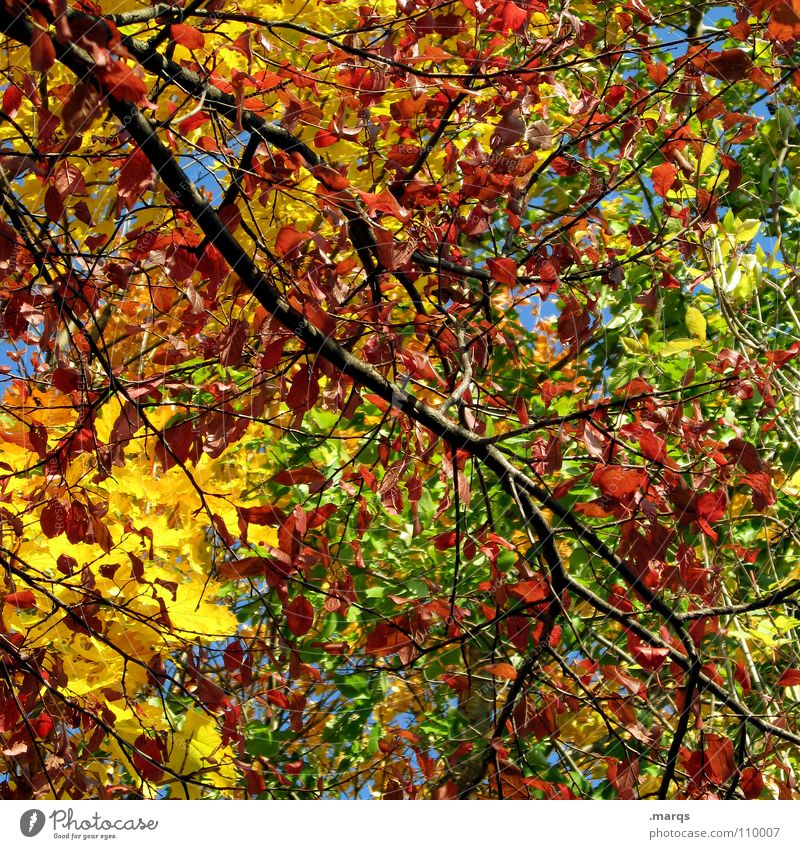 Colorful Durcheinander Baum Geäst mehrfarbig Herbst Blatt Wald Wachstum saftig Kraft Photosynthese Pflanze Botanik Unterholz gelb rot grün Holz Holzmehl Natur