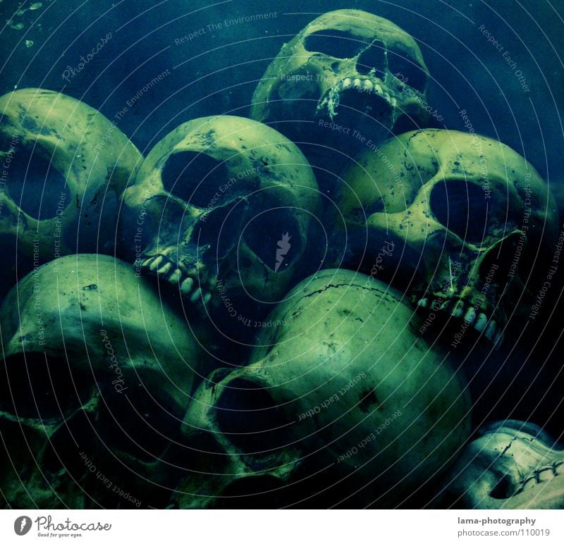 Totenköpfe (in der Tiefe) totenkopf Skelett Schädel Gehirn u. Nerven fatal vergiftet ertrinken Meer Meeresboden Algen gruselig Horrorfilm Angst Alptraum Grab