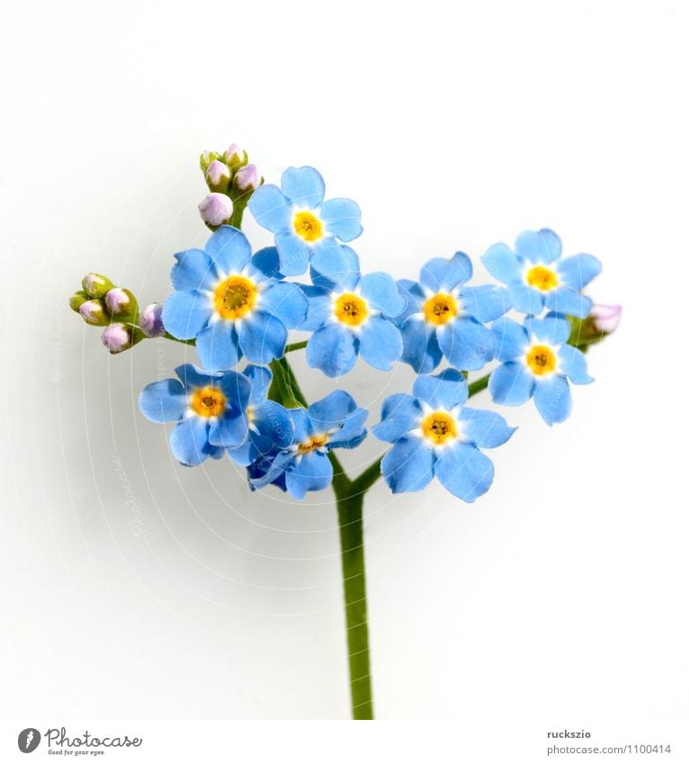 Sumpfvergissmeinnicht, Myosotis palustris, Wasserpflanzen Natur Pflanze Blume Blüte Moor Teich See frei blau weiß blaue Blueten Vergißmeinnicht