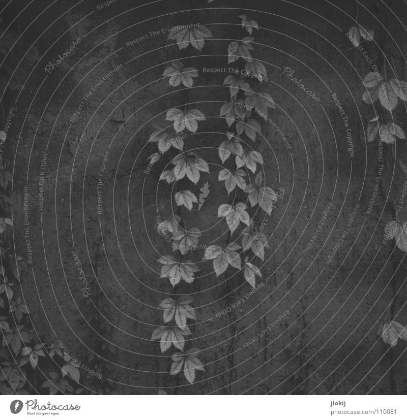 Herbe Romantik Blatt Girlande verschönern Grab Grabmal Herbst Mauer hängen Wachstum Pflanze Schmuck Kletterpflanzen Ranke Jahreszeiten Schwarzweißfoto verfallen