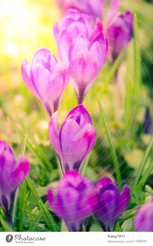 Krokus Ostern Natur Pflanze Frühling Schönes Wetter Blume Montbretie Krokusse Blühend schön grün violett Farbfoto Außenaufnahme Tag