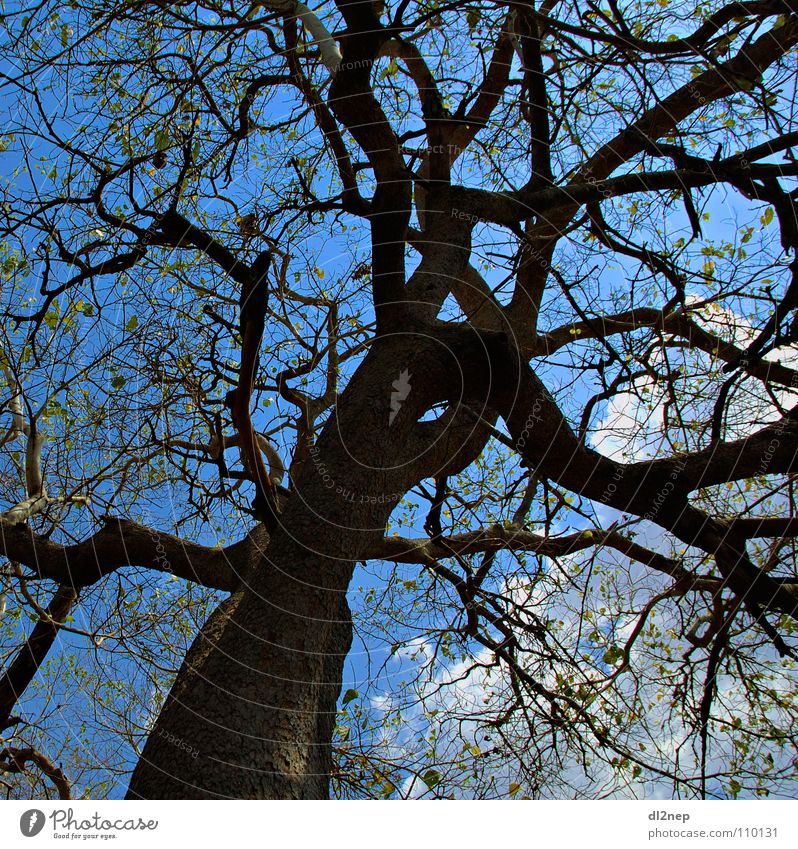 Wirrwar Baum Afrika durcheinander abstrakt verzweigt Himmel Kenya Zweig Maassai Mara blau Irritation