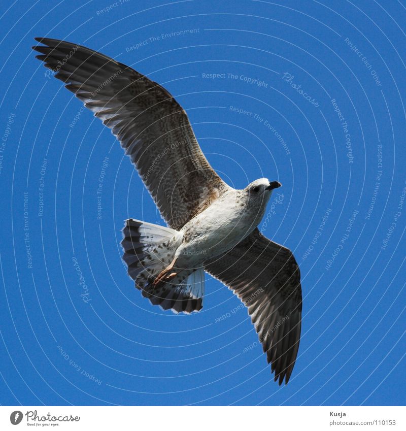 “Sabrejet“-Allwetter-Jäger Möwe Vogel Meer Türkei Schweben flattern gleiten Jagd schleichen laufen Segeln weiß Himmel fliegen durch die Luft schießen Kurve