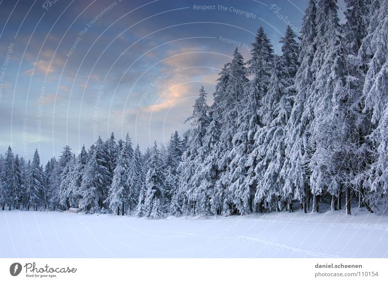 Weihnachtskarte 10 Winter Schwarzwald weiß Tiefschnee wandern Freizeit & Hobby Ferien & Urlaub & Reisen Verhext mystisch abstrakt Hintergrundbild Tanne