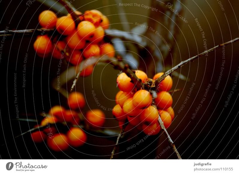 Herbst Pflanze Sträucher Vitamin C Umwelt braun Farbe weidendorn Beeren Spitze Zweig nur orange Sanddorn