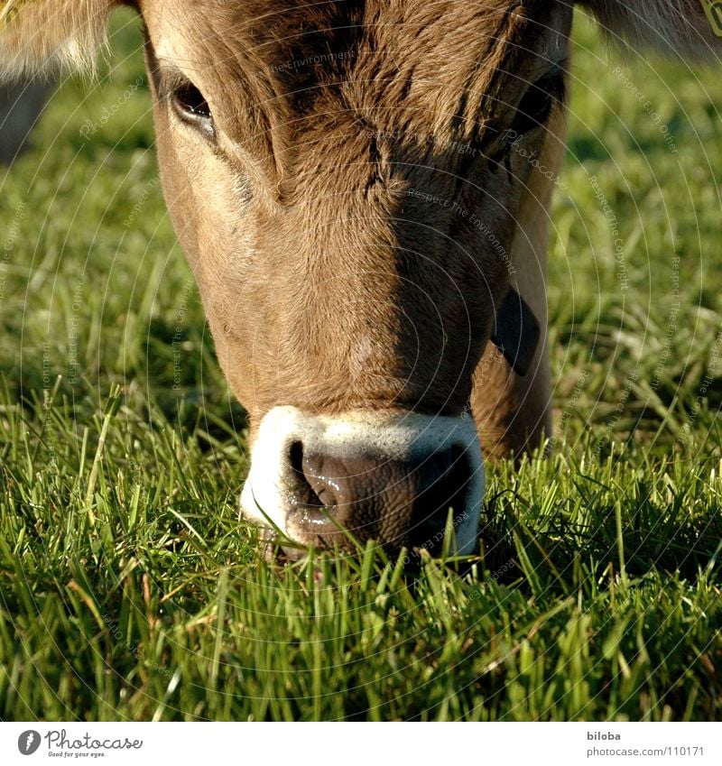 Eine Kuh mcht "Muh" ... braun Vieh Milchkuh Kalb muhen Schnauze kalt feucht nass Nasenloch atmen Gras Fressen Butter Landwirtschaft Außenaufnahme Tier Mutterkuh