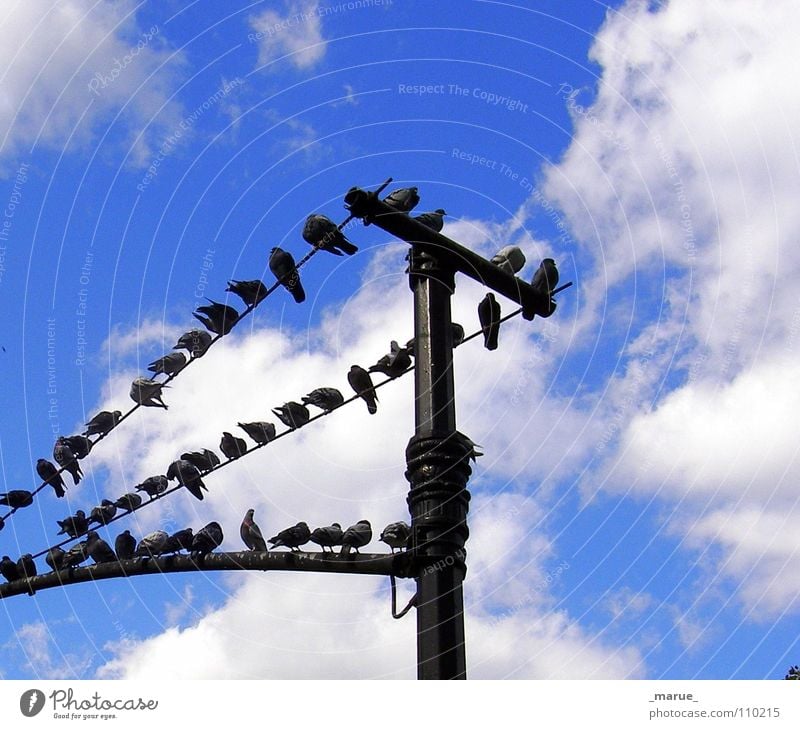 Was gibts neues ?! Wolken Taube Vogel Laterne tratschen eng hoch Himmel blau Strommast schnattern Freude sitzen