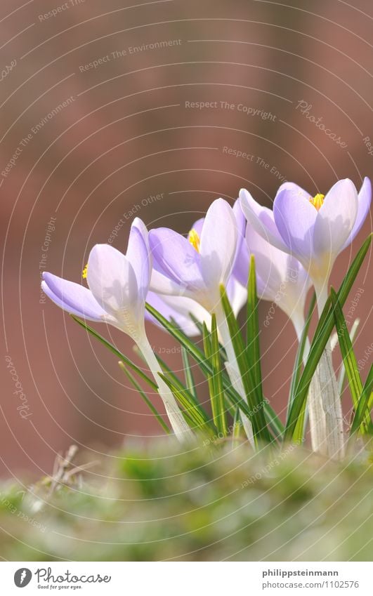 Der Lenz ... Umwelt Natur Pflanze Sonnenlicht Frühling Wetter Schönes Wetter Blume Gras Garten Park Wiese sportlich Wärme weich gelb grün violett