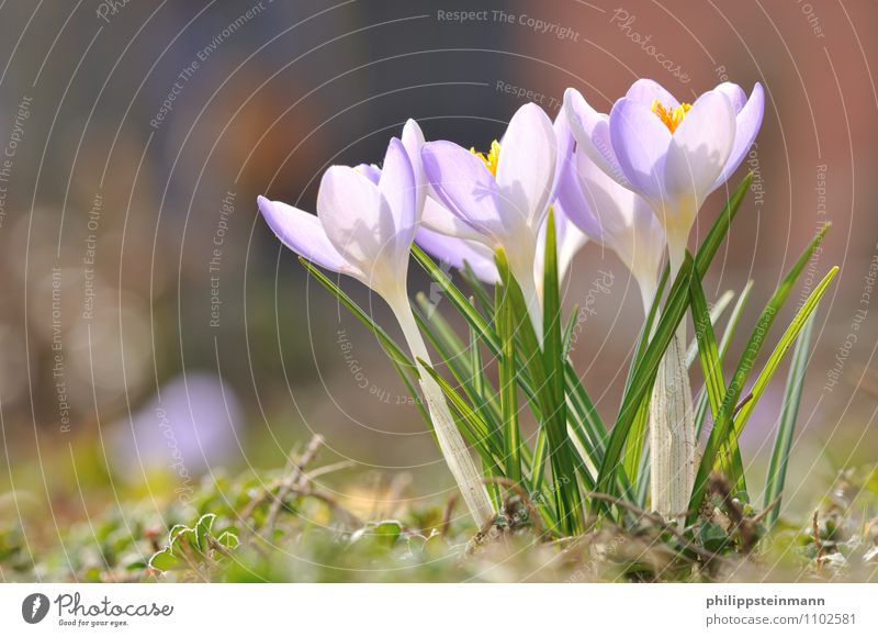 Frühlingsbote Natur Pflanze Sonne Schönes Wetter Gras Garten Park Seeufer gelb grün violett Stimmung Frühlingsgefühle Tatkraft ruhig Beginn Duft Erholung Erfolg