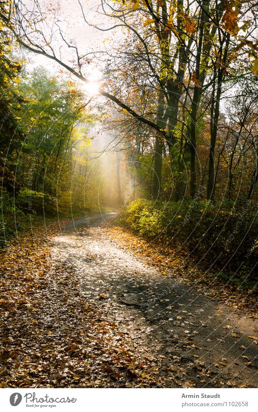 Mystischer Waldweg Lifestyle Freizeit & Hobby Ferien & Urlaub & Reisen Ausflug Freiheit Umwelt Natur Landschaft Erde Himmel Sonne Sonnenlicht Herbst