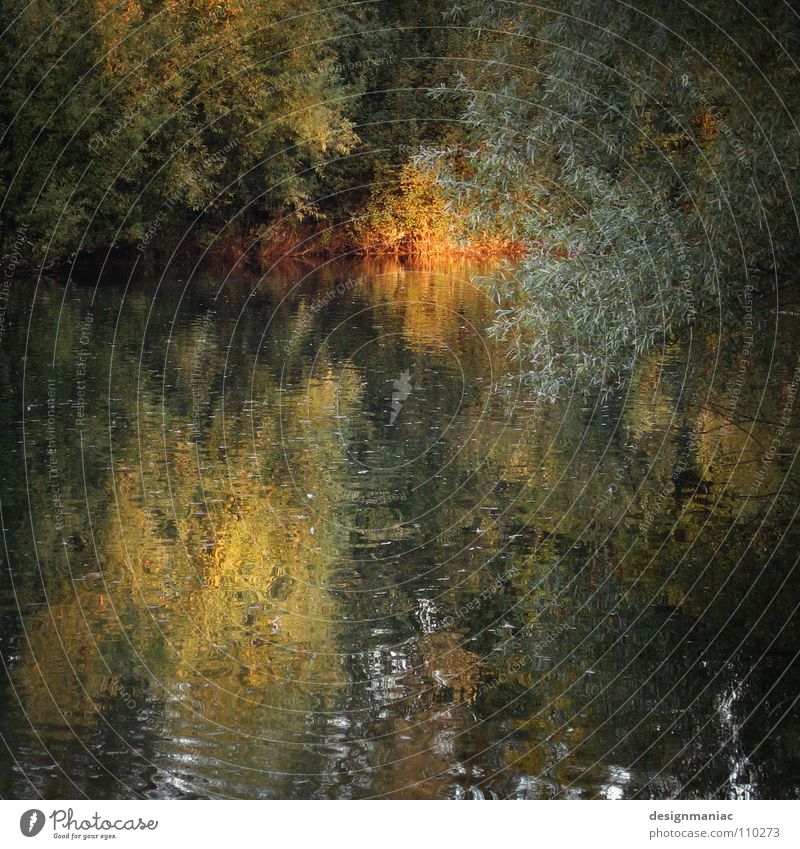 Loch Ness (gerade abgetaucht) Baum Sträucher Reflexion & Spiegelung Herbst Licht dunkel grün braun Blatt trüb Der kleine Hobbit tauchen nass kalt Gemälde gemalt