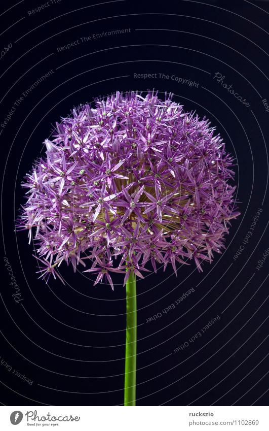Riesenlauch, Allium, giganteum, Natur Pflanze Blüte Garten Blühend frei violett schwarz Porree Giant Allium giant Riesenkugellauch Himalaja-Riesenlauch Zwiebel