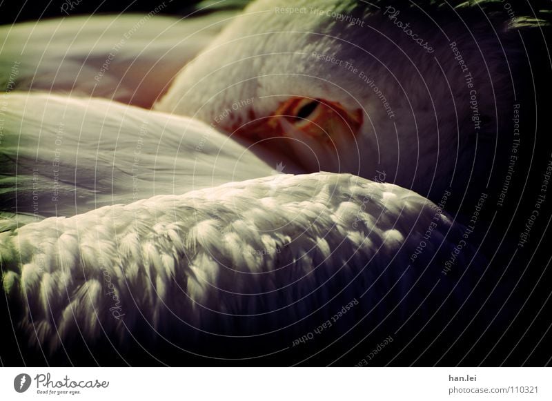 Pelikan Tier Vogel schlafen Müdigkeit heizen Kuscheln genervt halbwach Wasservogel zusammengekuschelt Farbfoto Menschenleer Tag Tierporträt