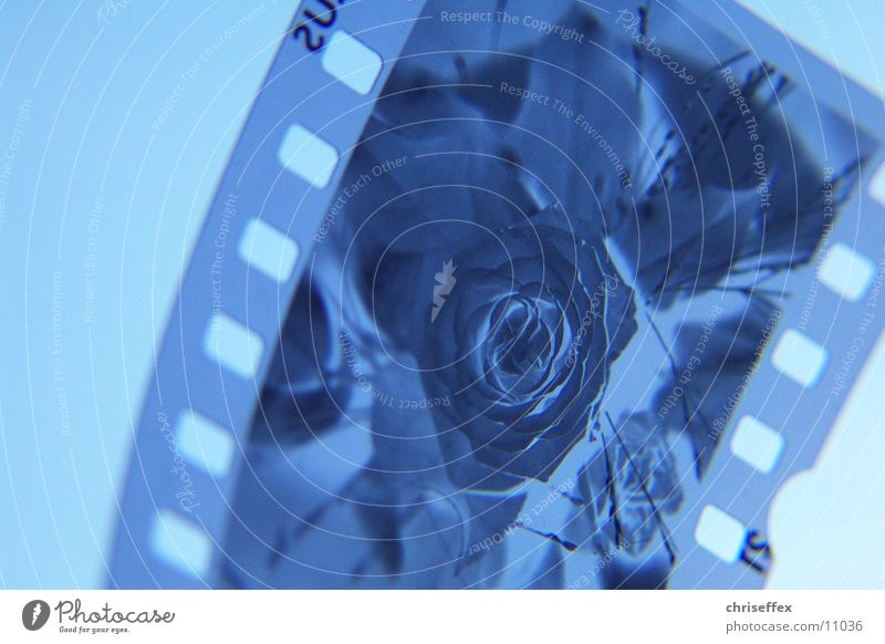 dia'close-up Dia Blume Rose Nahaufnahme Makroaufnahme negativ Fototechnik blau Filmindustrie durchlicht