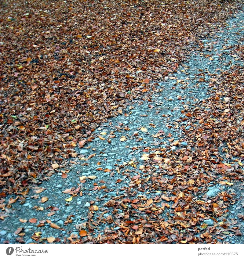 Gestreift Blatt braun grau Herbst Winter mehrere Baum Wege & Pfade Bodenbelag Wetter alt viele Erde