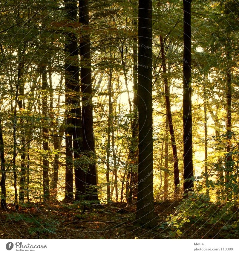 Lauter Bäume Wald Baum Herbst Blatt grün gelb braun Blätterdach Licht Märchen Böser Wolf Zwerg Gnom Dieb Zauberwald Europa herbstlich Schönes Wetter